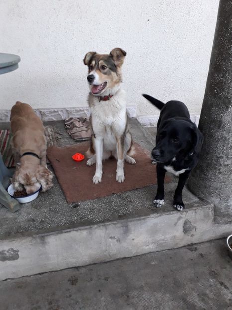  - Blanite care miauna si latra