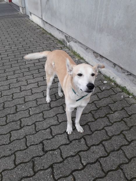  - Blanite care miauna si latra