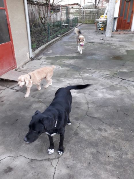  - Blanite care miauna si latra