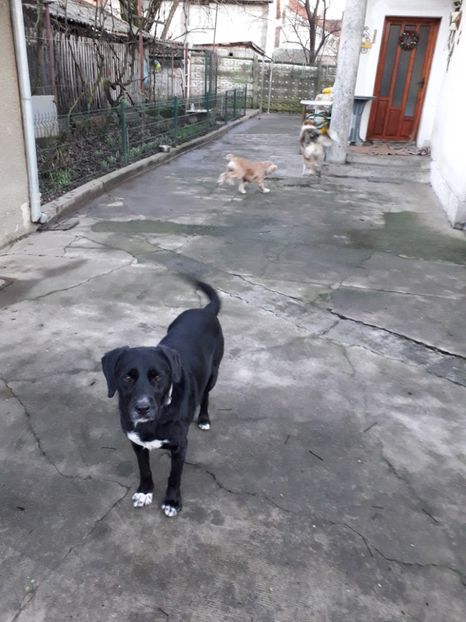  - Blanite care miauna si latra