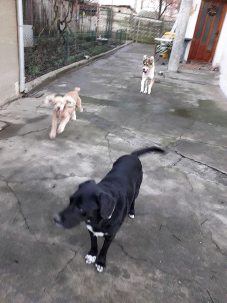  - Blanite care miauna si latra