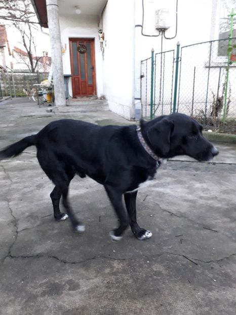  - Blanite care miauna si latra
