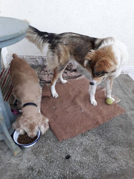  - Blanite care miauna si latra