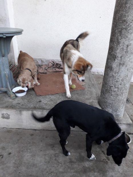  - Blanite care miauna si latra