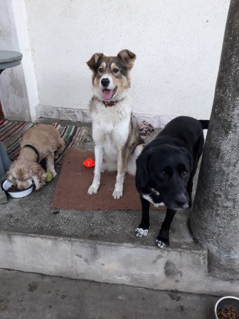  - Blanite care miauna si latra