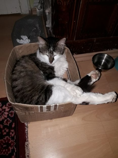  - Blanite care miauna si latra