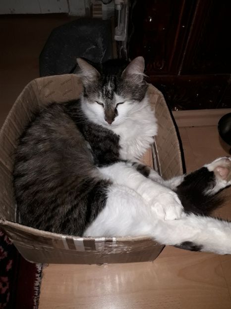  - Blanite care miauna si latra