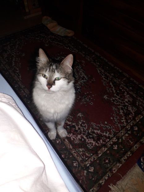  - Blanite care miauna si latra