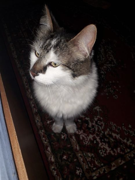  - Blanite care miauna si latra