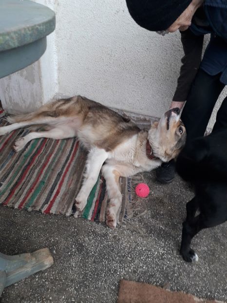  - Blanite care miauna si latra