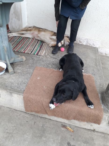  - Blanite care miauna si latra