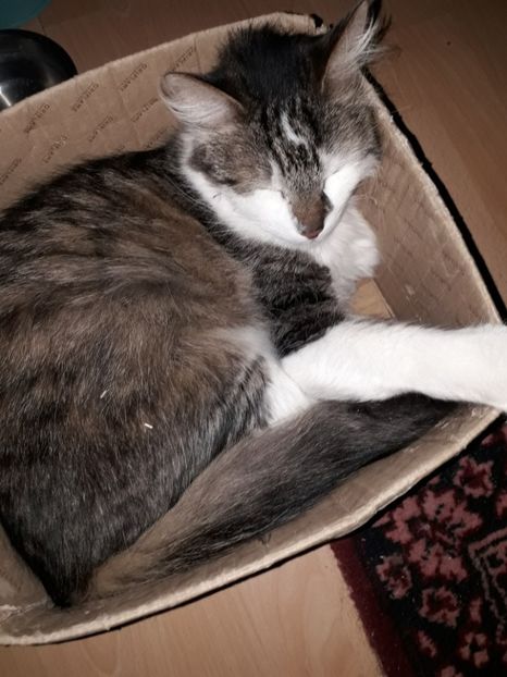  - Blanite care miauna si latra