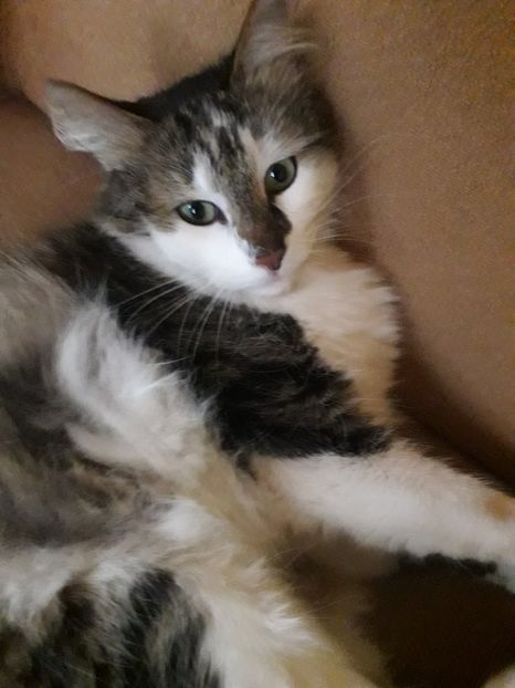  - Blanite care miauna si latra