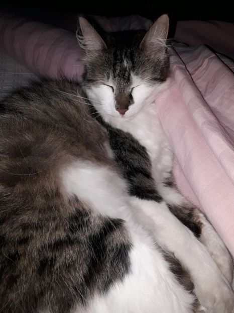  - Blanite care miauna si latra