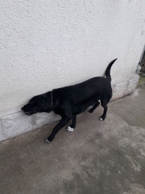  - Blanite care miauna si latra