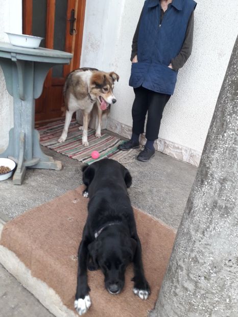  - Blanite care miauna si latra