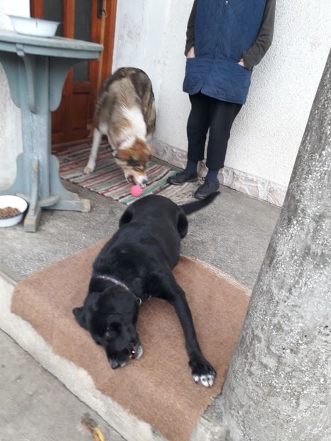  - Blanite care miauna si latra