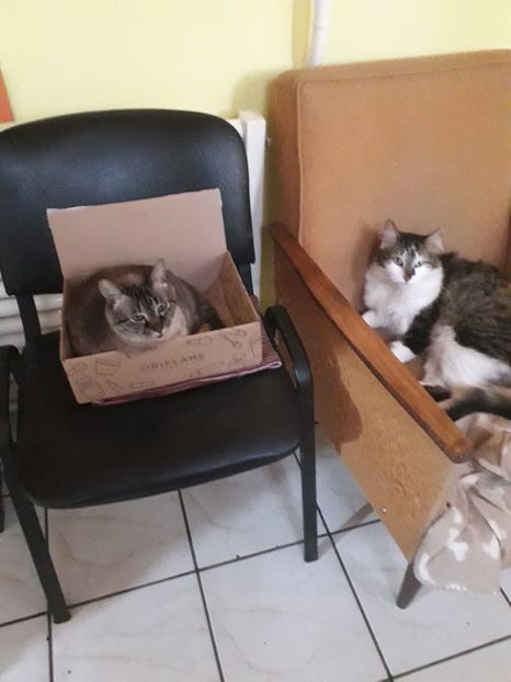  - Blanite care miauna si latra