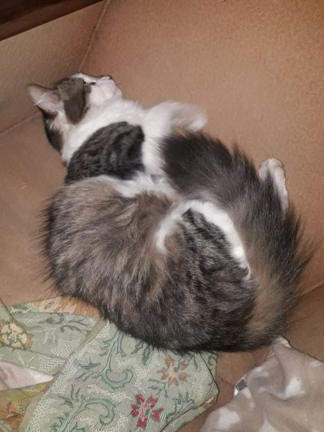  - Blanite care miauna si latra