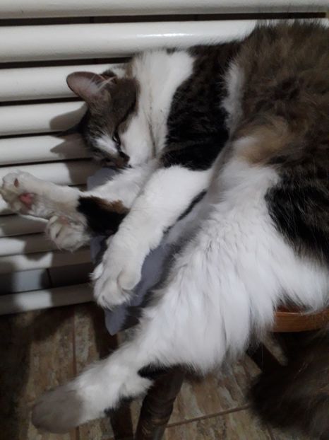  - Blanite care miauna si latra