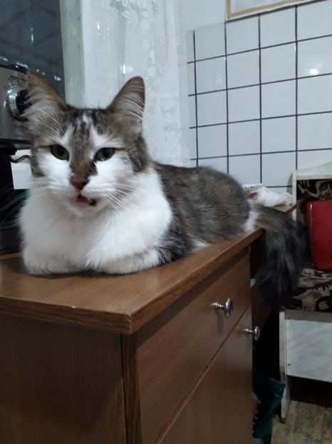  - Blanite care miauna si latra