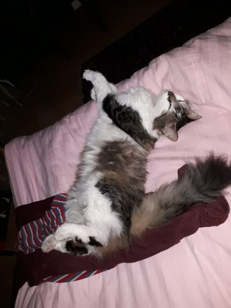  - Blanite care miauna si latra