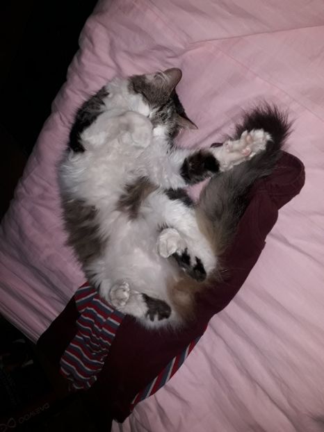  - Blanite care miauna si latra