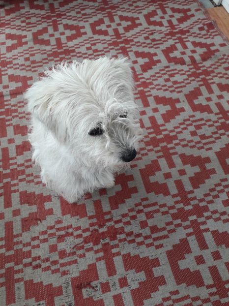  - Blanite care miauna si latra