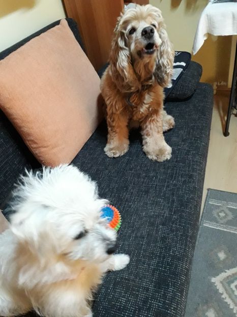  - Blanite care miauna si latra