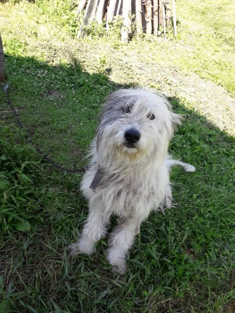  - Blanite care miauna si latra
