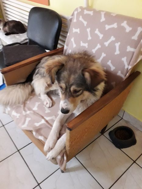  - Blanite care miauna si latra