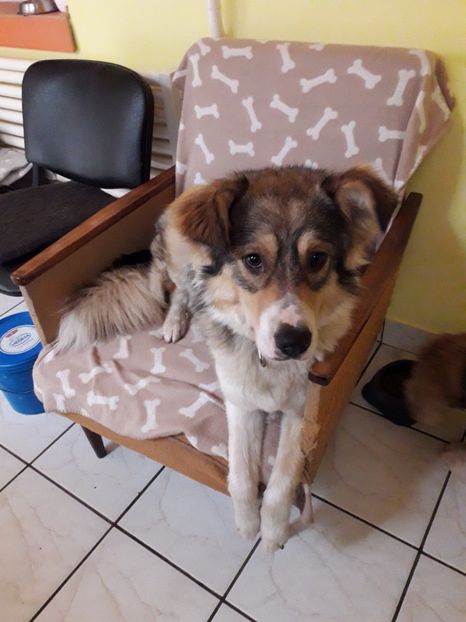  - Blanite care miauna si latra
