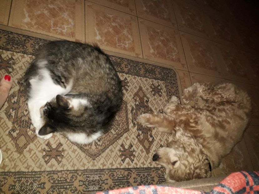  - Blanite care miauna si latra
