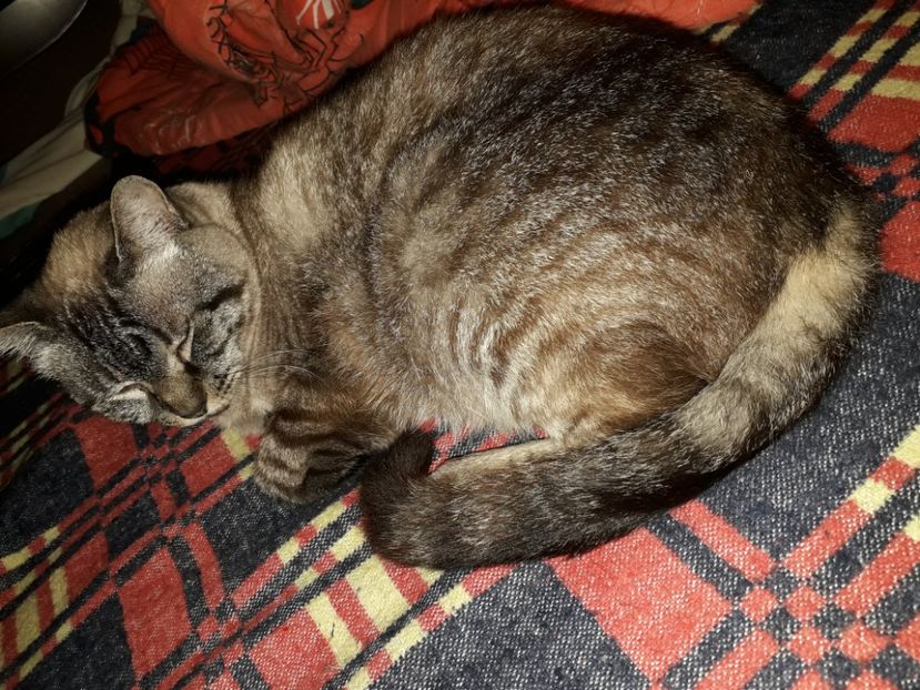  - Blanite care miauna si latra