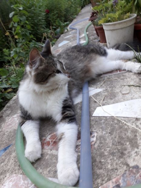  - Blanite care miauna si latra