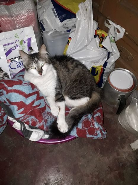  - Blanite care miauna si latra