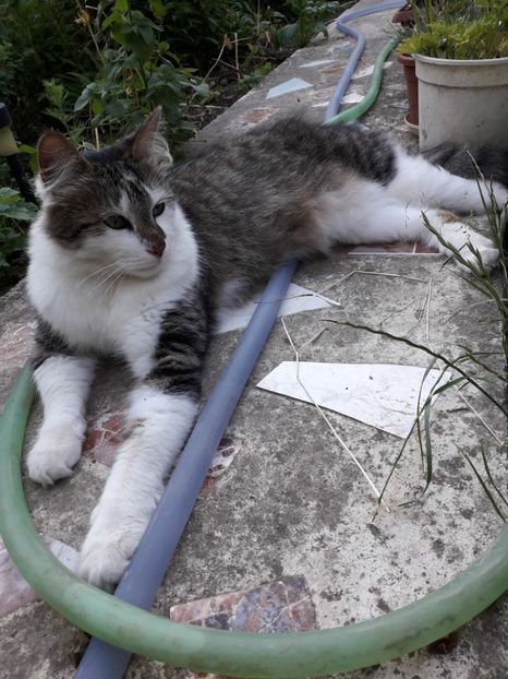  - Blanite care miauna si latra
