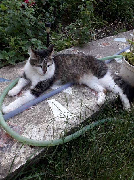  - Blanite care miauna si latra