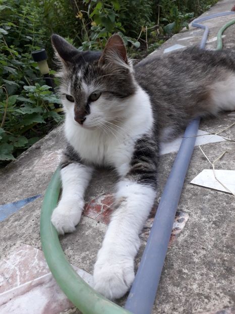  - Blanite care miauna si latra