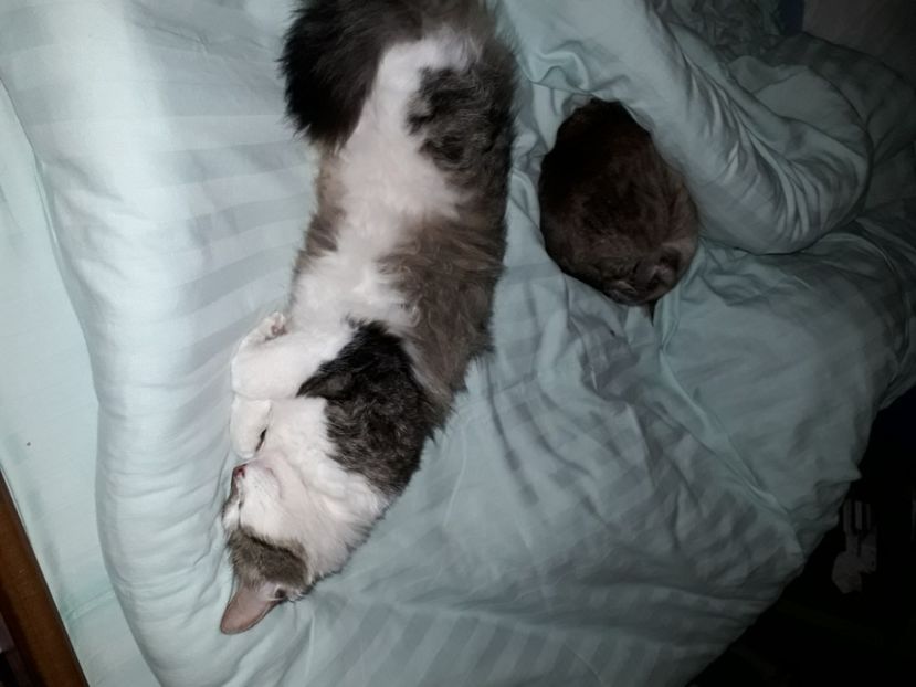  - Blanite care miauna si latra