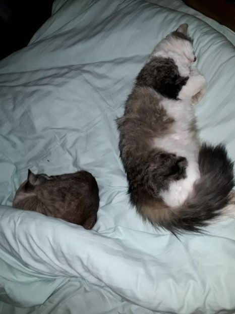  - Blanite care miauna si latra