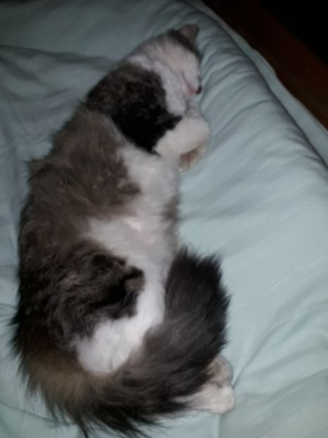  - Blanite care miauna si latra
