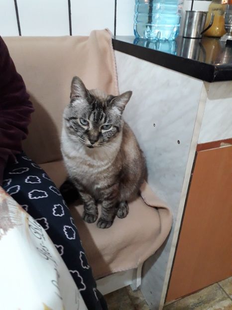  - Blanite care miauna si latra