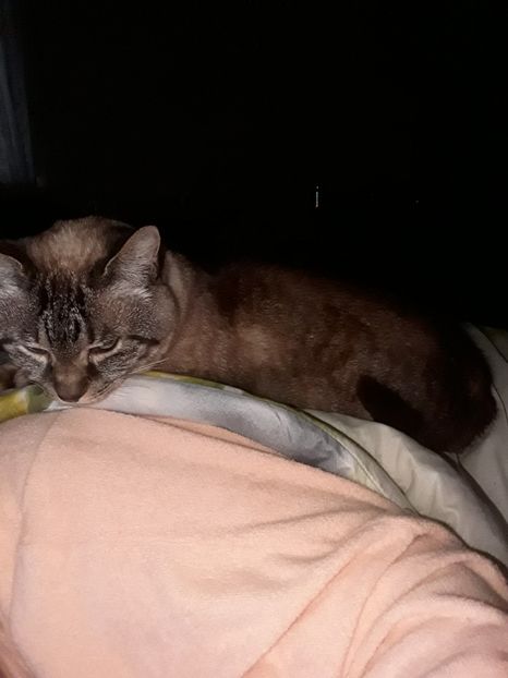  - Blanite care miauna si latra