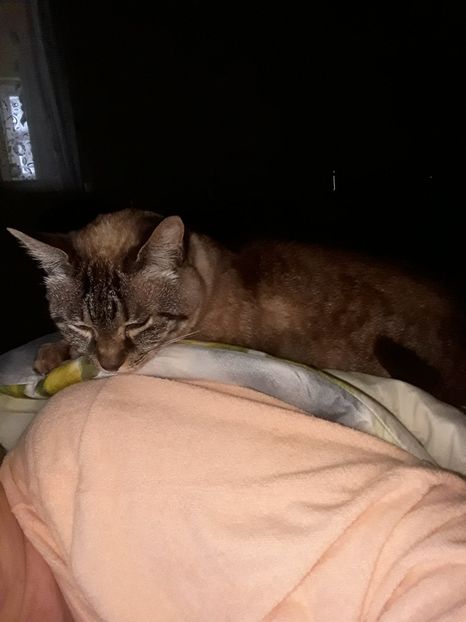  - Blanite care miauna si latra