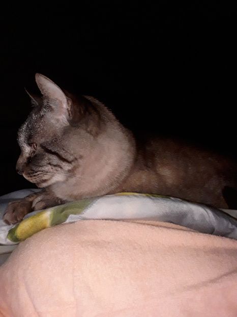  - Blanite care miauna si latra