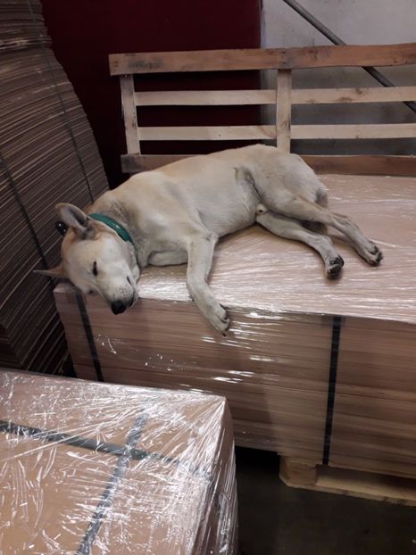  - Blanite care miauna si latra