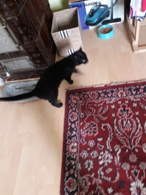  - Blanite care miauna si latra