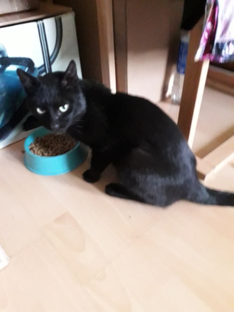  - Blanite care miauna si latra