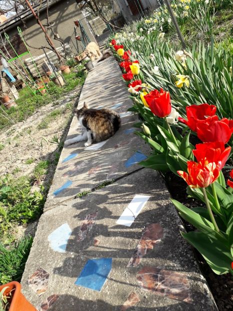  - Blanite care miauna si latra